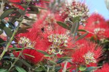 Pohutukawa