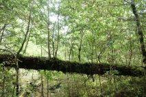 Milford Sound Highway