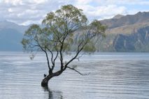 That Wanaka Tree