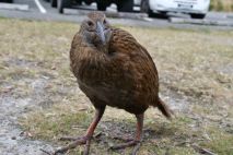 Weka