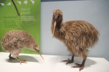 Kiwi Te Papa Museum Wellington