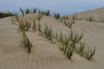 Te Paki Dunes