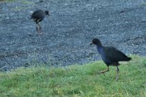 Pukeko