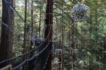 Redwoods Tree Walk Rotorua