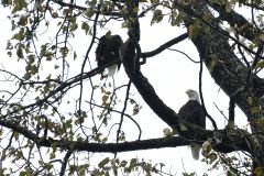 Seward Weisskopfadler