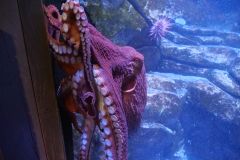 Seward Sealife Center Krake