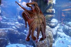 Seward Sealife Center Krake