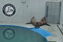 Seward Sealife Center