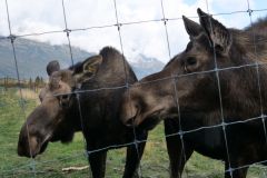 Moose Wildlife Center