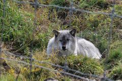 Wolf Wildlife Center