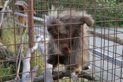 Stachelschwein Wildlife Center