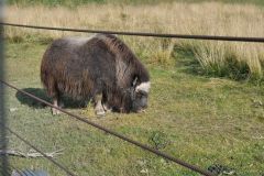 Muskox Wildlife Center