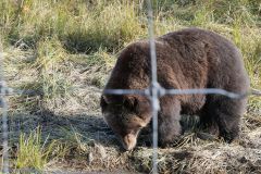Braunbär Wildlife Center