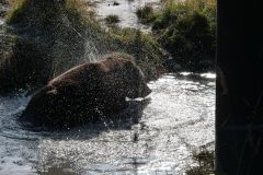 Braunbär Wildlife Center