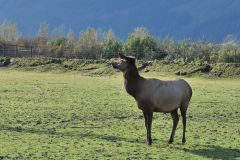 Sitka Hirsch Wildlife Center