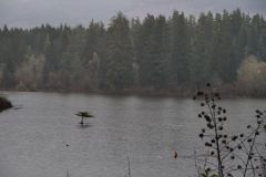 Bonsai im Fairy Lake