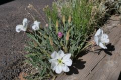 Sunset View Campground