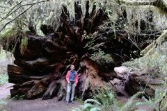 USA Oregon Redwood
